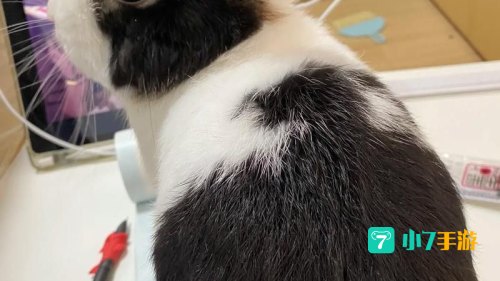 刀疤兔