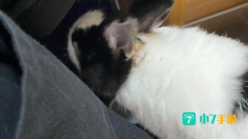 刀疤兔