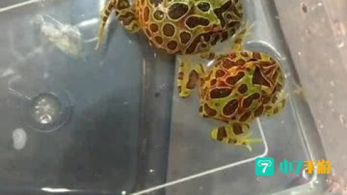 青蛙会被水淹死吗